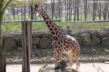 Netzgiraffe (Giraffa reticulata) im Zoo Osnabrück