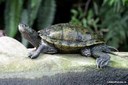 Graptemys pseudogeographica pseudogeographica