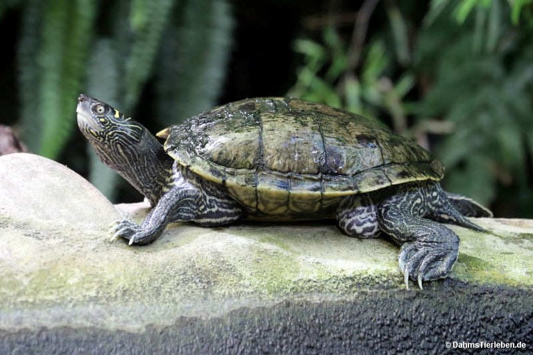 Graptemys pseudogeographica pseudogeographica
