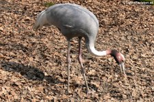 Indischer Saruskranich (Antigone antigone antigone) im Zoo Osnabrück