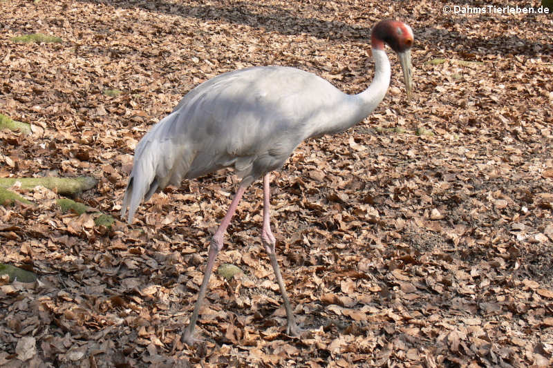 Indischer Saruskranich Antigone antigone-1