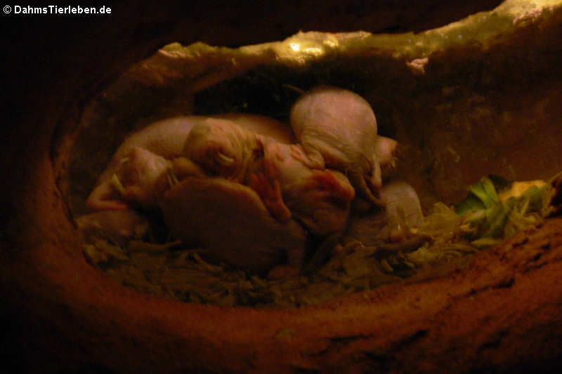 Heterocephalus glaber-1