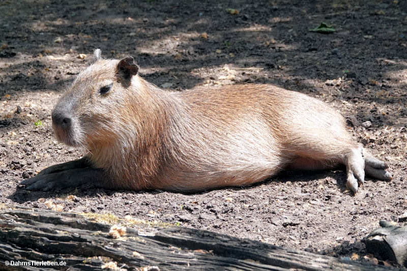 Hydrochoerus hydrochaeris