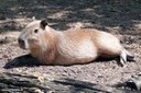 Hydrochoerus hydrochaeris