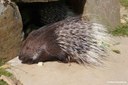 Hystrix indica