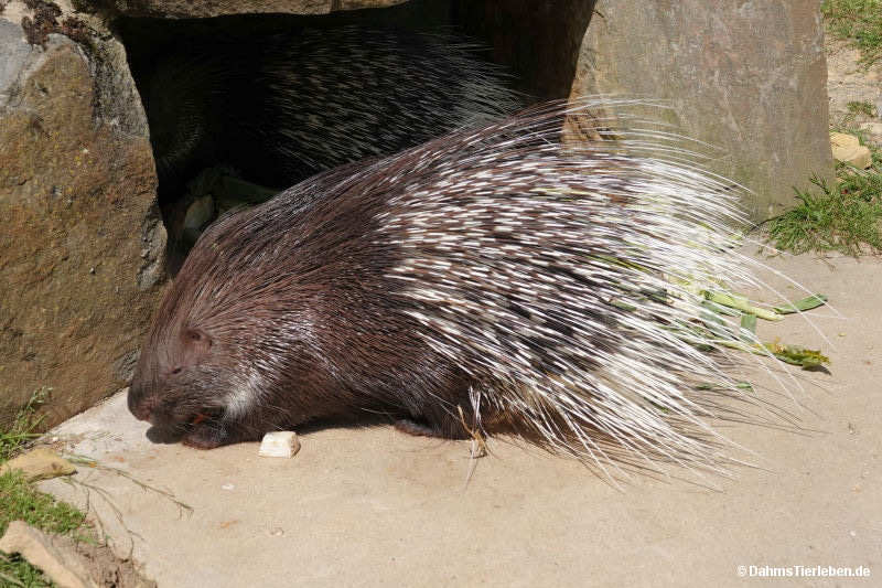 Hystrix indica