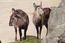 Ellipsenwasserböcke (Kobus ellipsiprymnus ellipsiprymnus) im Zoo Osnabrück