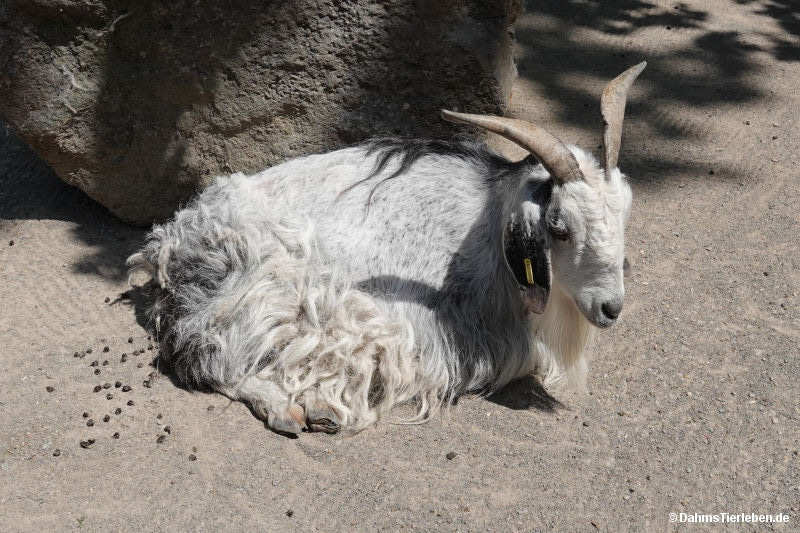 Damaraziege