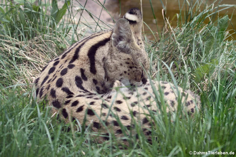 Serval (Leptailurus serval)