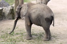 Afrikanischer Elefant (Loxodonta africana) im Zoo Osnabrück