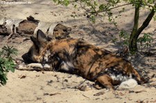 Afrikanischer Wildhund (Lycaon pictus) im Zoo Osnabrück