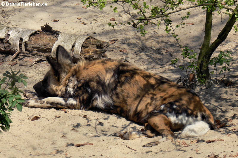 Afrikanischer Wildhund (Lycaon pictus)