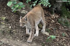 Eurasischer Luchs oder Nordluchs (Lynx lynx lynx) im Zoo Osnabrück