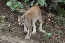 Lynx lynx lynx