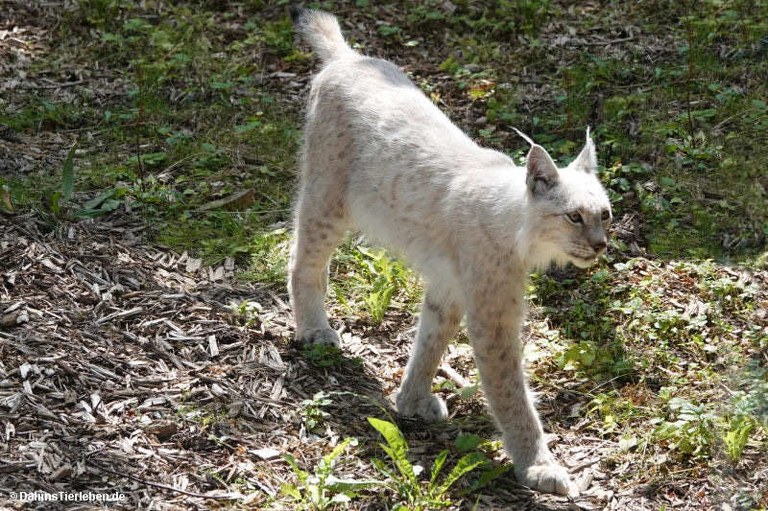 Lynx lynx lynx