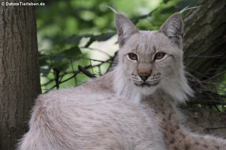 Lynx lynx lynx