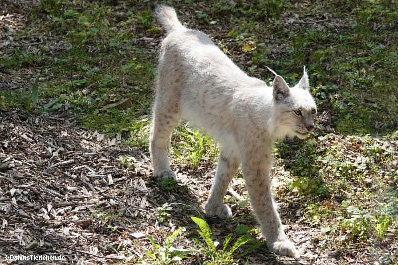 Lynx lynx lynx-5