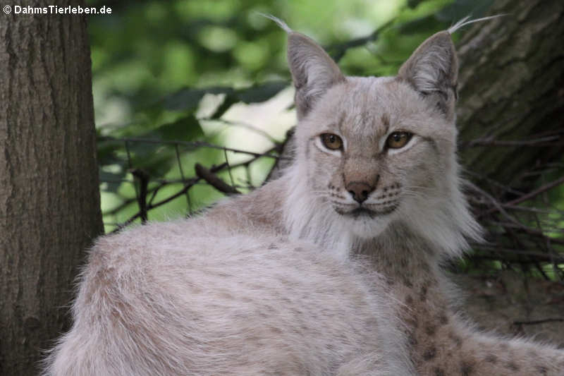 Eurasischer Luchs (Lynx lynx lynx)