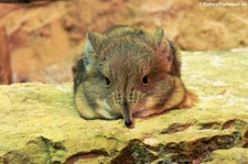 Kurzohrrüsselspringer (Macroscelides proboscideus) im Zoo Osnabrück