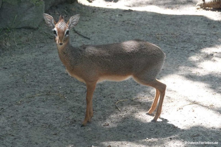 Madoqua kirkii