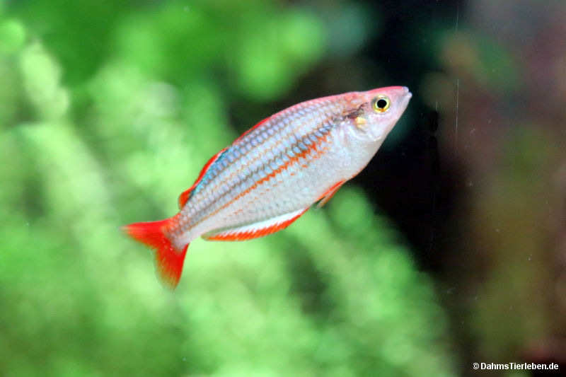 Melanotaenia mairasi
