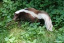 Mephitis mephitis