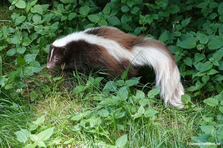 Mephitis mephitis