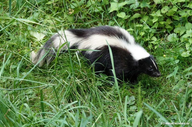 Mephitis mephitis