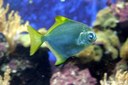 Monodactylus argenteus