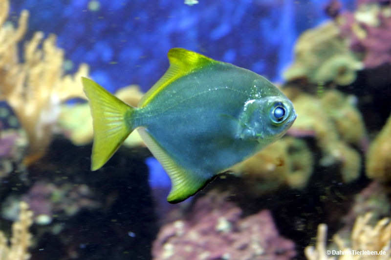 Monodactylus argenteus