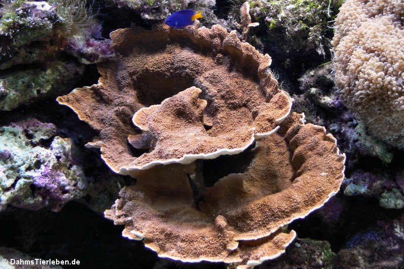 Kleinpolypige Steinkoralle Montipora foliosa-1