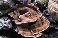 Kleinpolypige Steinkoralle (Montipora foliosa) im Zoo Osnabrück