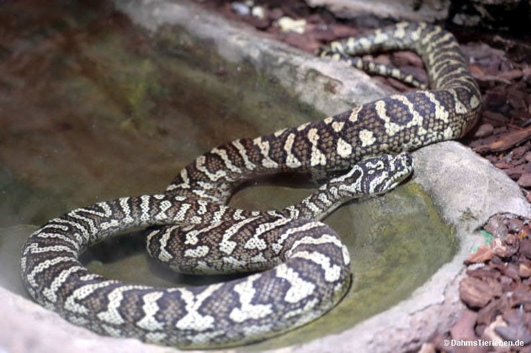 morelia-spilota.jpg
