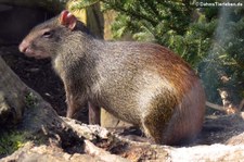 Grünes Acouchi (Myoprocta pratti) im Zoo Osnabrück