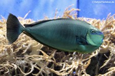 Masken-Nasendoktor (Naso vlamingii) im Zoo Osnabrück