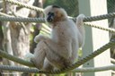 Nomascus leucogenys