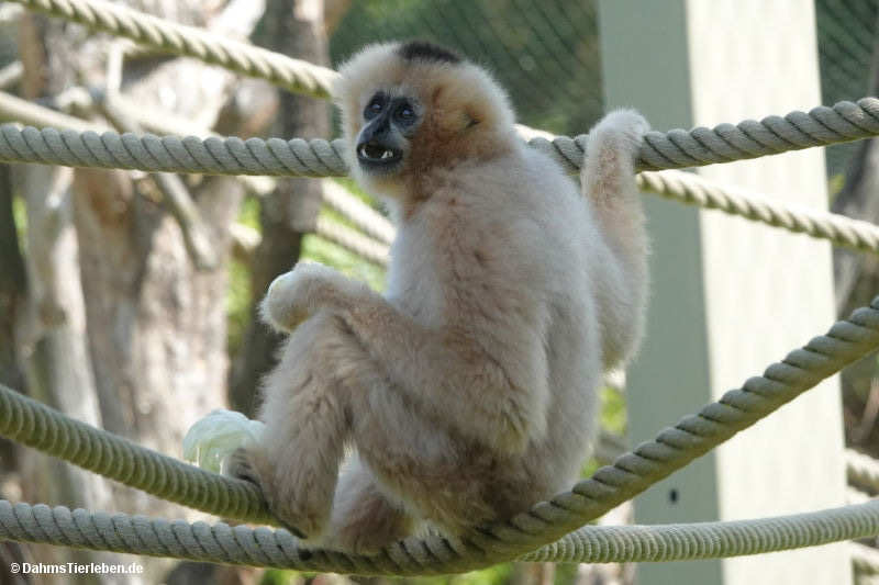 Nomascus leucogenys-1