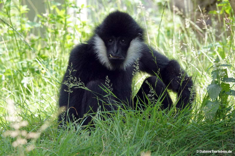 Nomascus leucogenys-1