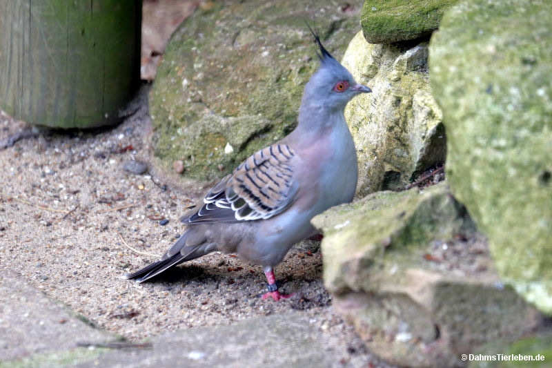 Ocyphaps lophotes