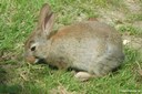 Oryctolagus cuniculus