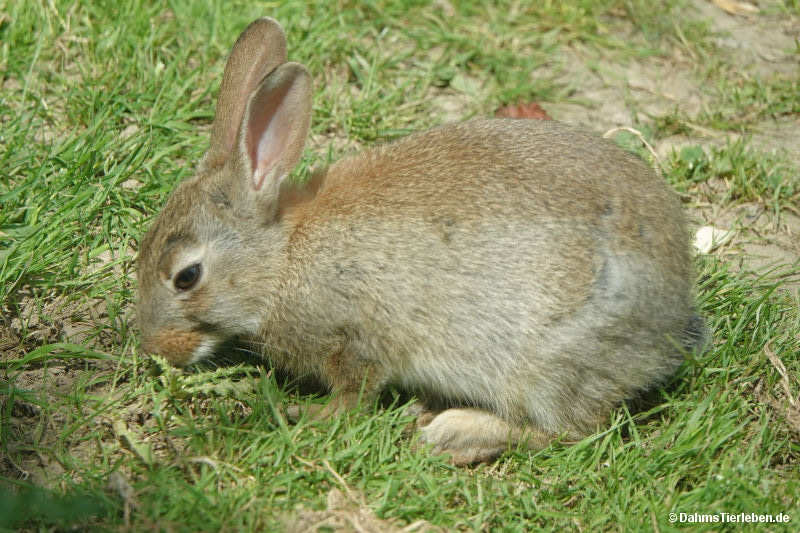 Oryctolagus cuniculus