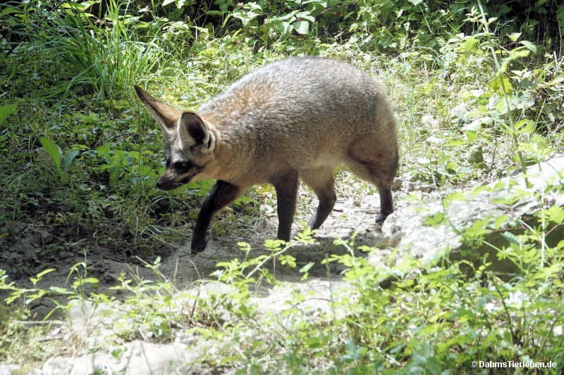 Otocyon megalotis megalotis
