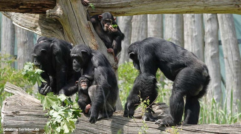 Pan troglodytes