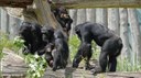 Pan troglodytes