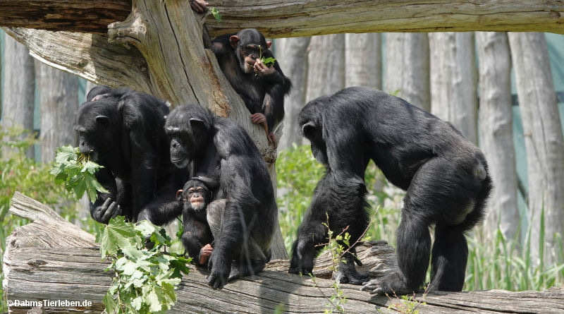 Pan troglodytes