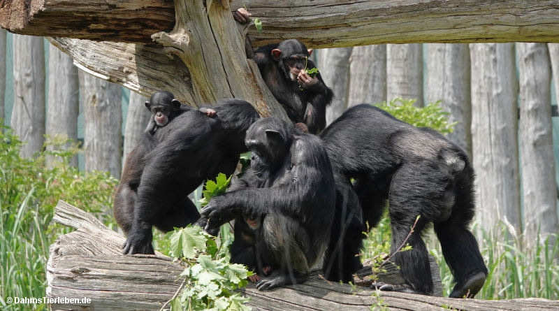 Pan troglodytes