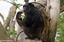 Pan troglodytes