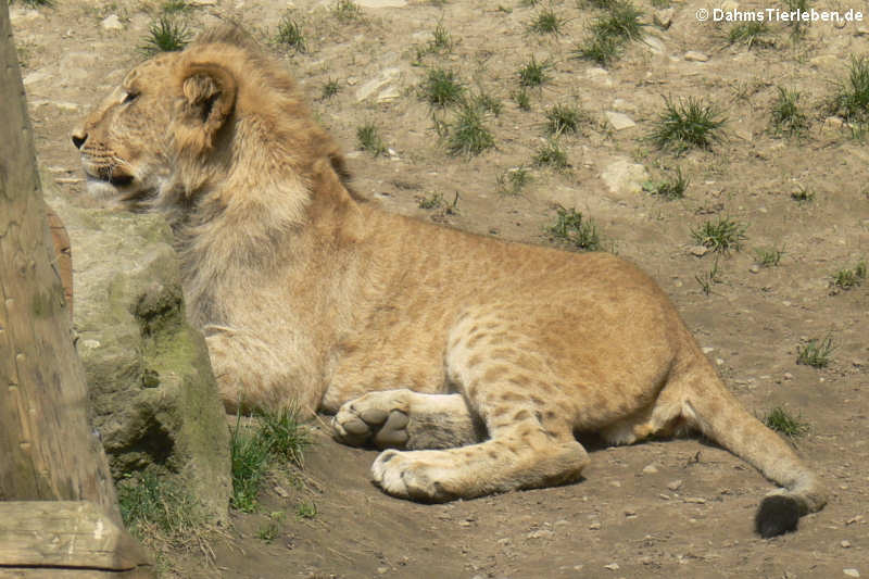 Löwe (Panthera leo)