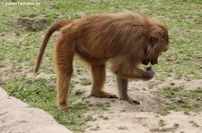 Mantelpavian (Papio hamadryas) im Zoo Osnabrück