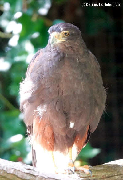 Parabuteo unicinctus